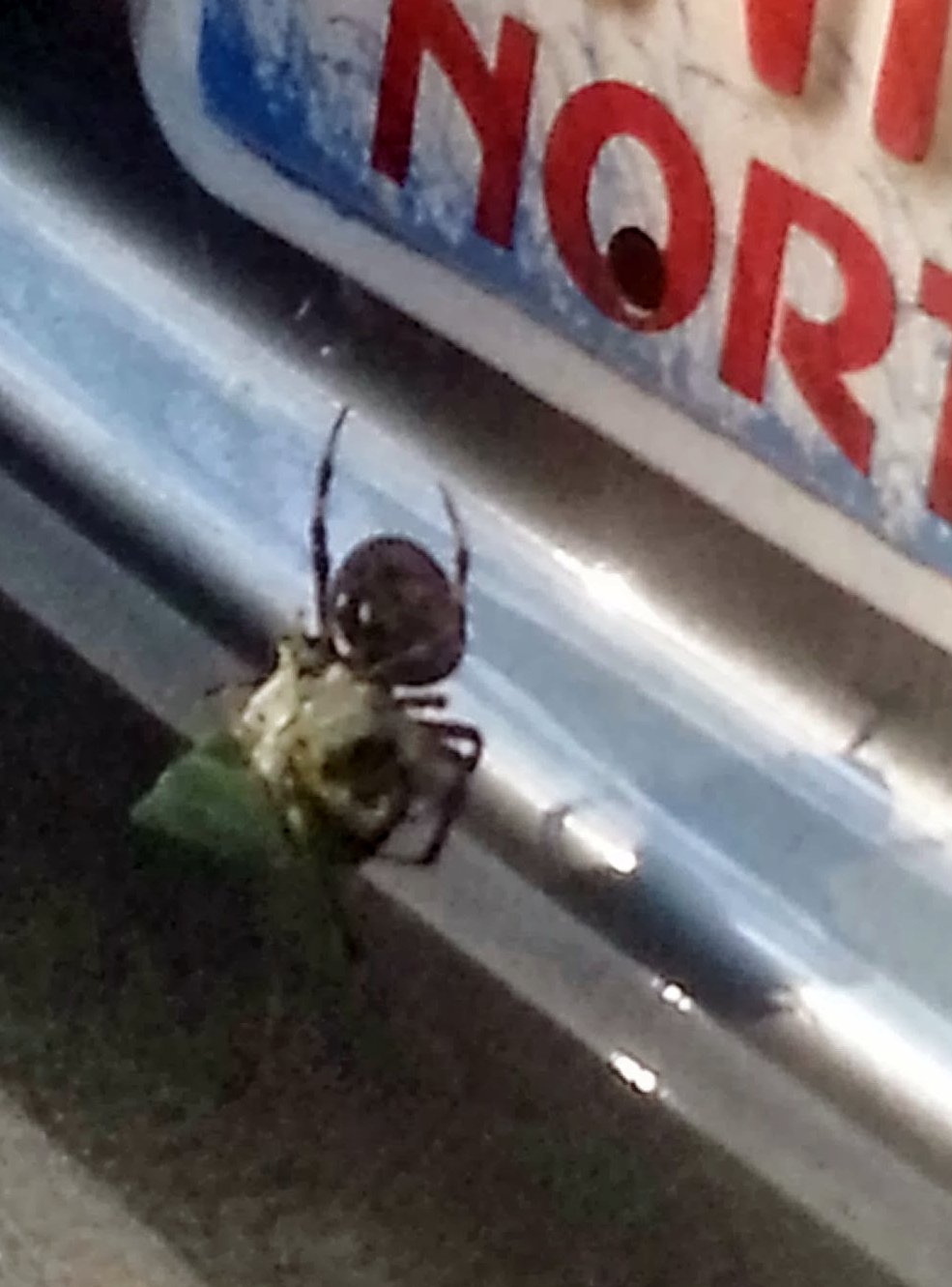 Big hairy spider on my car
