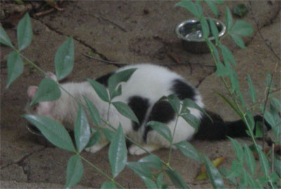 Stray cat having lunch